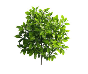 Obraz premium Lush, green tree with vibrant leaves isolate on transparent background, cutout, png