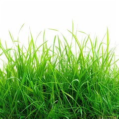 Fototapeta premium Green grass landscape isolated on white 