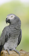 African grey parrot bird pet animals, wildlife nature. The grey parrot (Psittacus erithacus), also known as the Congo grey parrot, Congo African grey parrot.