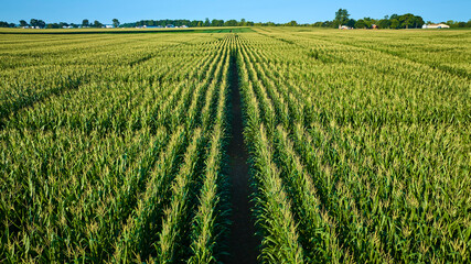 Aerial View of Lush Cornfield Maze in Fort Wayne Indiana