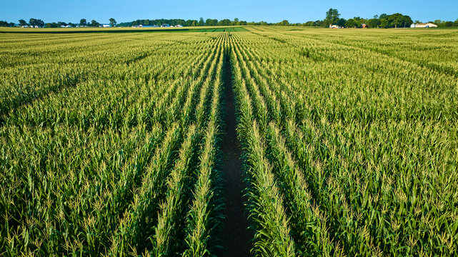 Aerial View of Lush Cornfield Maze in Fort Wayne Indiana - Powered by Adobe