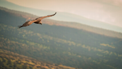 Impressive griffon vulture in search of food and material for its nest and young