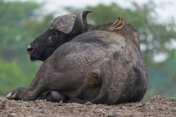 Yellowbilled oxpeckers (Buphagus africanus) sitting on African buffaloes back
