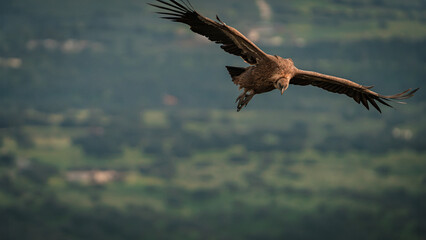 Impressive griffon vulture in search of food and material for its nest and young