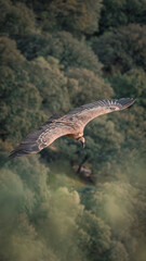 Impressive griffon vulture in search of food and material for its nest and young