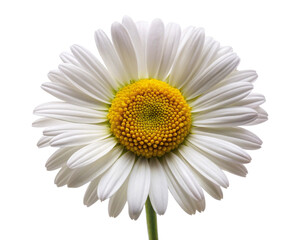 Fototapeta premium Beautiful Common Daisy Blossom: A Guide to This Classic Flower