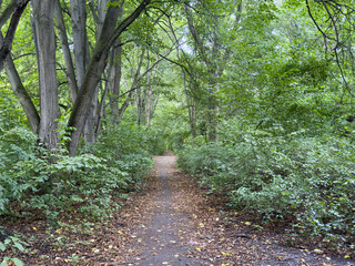Fototapeta premium Greenery in the forest in late summer.