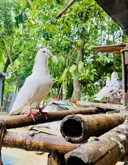 Beautiful white cockatoo. beautiful bird named pigeon. view of a flock of beautiful pigeons in a...