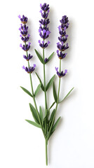 Obraz premium Lavender flowers isolated on white background