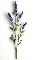 Naklejka premium Lavender flowers isolated on white background