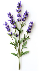 Naklejka premium Lavender flowers isolated on white background