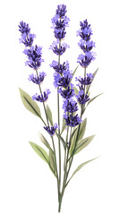 Naklejka premium Lavender flowers isolated on white background