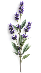 Obraz premium Lavender flowers isolated on white background