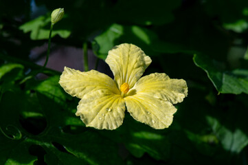 A small bitter melon flower in the morning sun
