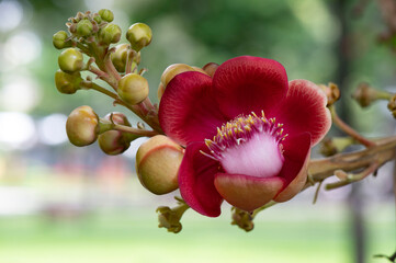 A dark red cannonball tree flower and some unopened buds