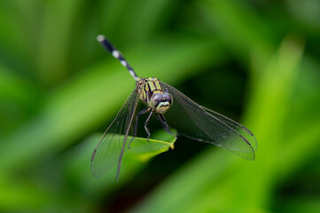 green dragonfly taking rest on top of grass leave