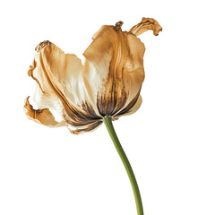 Close-up image of a withered, dried flower with brown petals and a green stem, isolated on a white background.