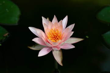 A purple water lily just bloomed with green water lily leaves behind
