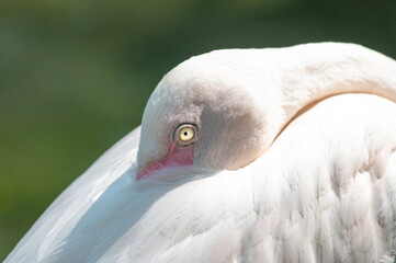 flamingo hides beak in wing with eye glowing in morning sunlight
