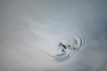 A pair of water spiders are mating and creating a pair of small waves on the surface of a still lake
