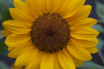 Macro photo of a sunflower