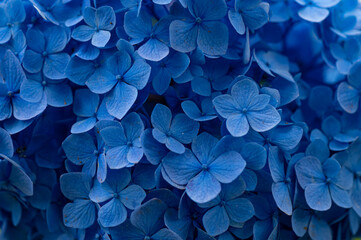 Macro photo of a blue hydrangea forming a pattern
