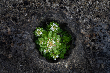 Some small flowering plants survived and grew in a small hole in the rock without soil
