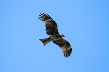 A hawk is flying in the blue sky with its wings spread straigh
