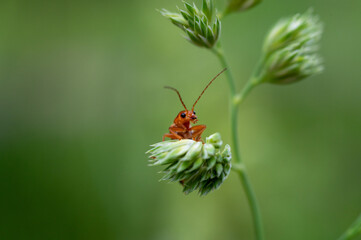 A small orange bug climbed up the top of a green grass plant
