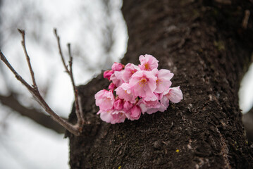 A cluster of Japanese cherry blossoms grows from the main trunk of the tree
