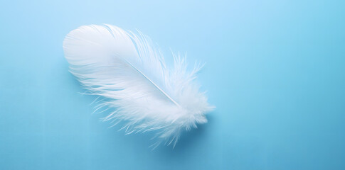 White fluffy bird feather on sky blue background