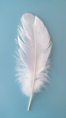 White fluffy bird feather on sky blue background