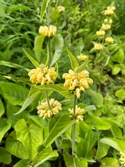 Beautiful yellow flower 