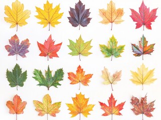 Fototapeta premium Leaf collection isolated on white background. Colorful autumn maple leaves with a white background