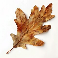 Fototapeta premium maple leaf on a white background