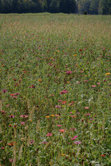 flowers in the field