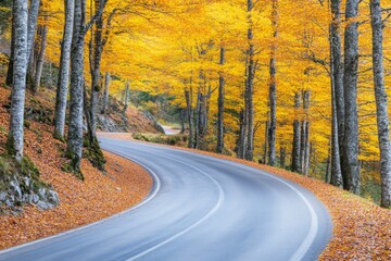 Obraz premium The autumn landscape in this photo is sunny and filled with fallen dry red leaves, a road through the forest, and yellow trees