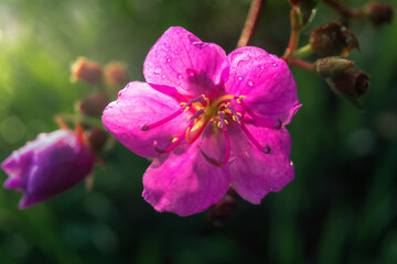 Obraz premium Wildflowers in Pha Chanadai area, Pha Taem National Park, Khong Chiam District, Ubon Ratchathani Province, Thailand