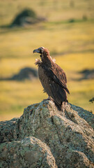 Black vulture perched on a rock viewing the horizon in its natural environment