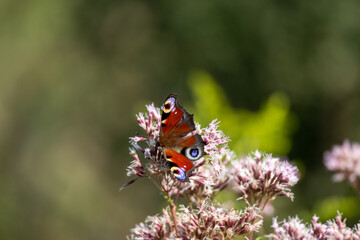 European Common Peacock butterfly (Aglais io, Inachis io) feeding on Summer Lilac flower