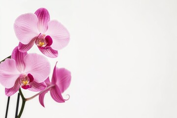 a gorgeous photo of a potted orchid on a crisp white background, with a few delicate petals unfolding