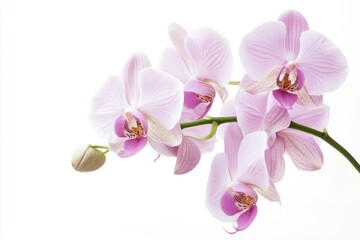 a gorgeous photo of a potted orchid on a crisp white background, with a few delicate petals unfolding