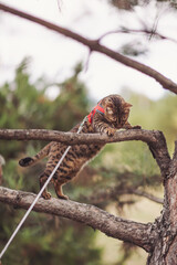 Curious Bengal Cat climbs on tree, Nature green background. Bengal Cat Hunting outdoor, on branch tree. Bengal cat outside in tree, peering around branch. 