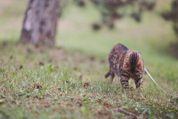 Obraz premium curious bengal cat walking in the forest. bengal cat hunting in natural surroundings. Bengal Cat Hunting in grass on Nature green background