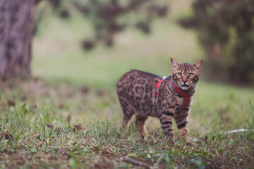 Photography of the Bengal cat in the city park. He walking outdoors. Animals theme. Close up image. A domestic Bengal cat walks in park. Animal care, people and pets theme, close-up. Walking with cat 