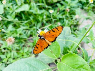 The beauty of butterflies is a form of greatness of God, and among the many types, this is one of the types of butterflies. Orange butterflies flying in the garden. spreading wings butterfly on a leaf