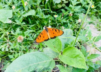 The beauty of butterflies is a form of greatness of God, and among the many types, this is one of the types of butterflies. Orange butterflies flying in the garden. spreading wings butterfly on a leaf