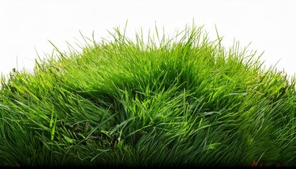 green grass isolated on white background.green, growth, environment, garden, backgrounds, fresh