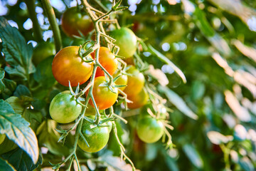 Ripening Tomatoes on Vine Close-Up in Daylight
