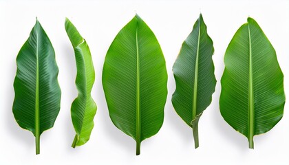 green leaf isolated on white.flora, closeup, texture, summer, spring, vein, botany, green, close-